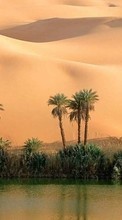 Descargar la imagen Palms,Paisaje,Naturaleza,Desierto para celular gratis.
