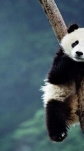 Descargar la imagen Animales,Pandas para celular gratis.