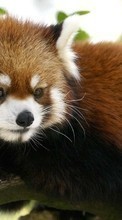 Animales,Pandas para HTC One M8s
