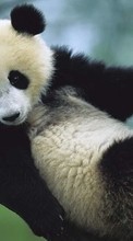 Descargar la imagen Animales,Pandas para celular gratis.