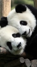 Pandas,Animales para Samsung Galaxy S5