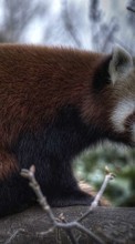 Descargar la imagen Pandas,Animales para celular gratis.