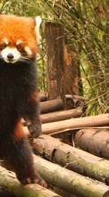 Descargar la imagen Pandas,Animales para celular gratis.