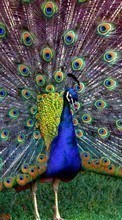 Descargar la imagen Pavos reales,Birds,Animales para celular gratis.
