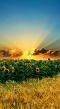 Paisaje,Girasoles,Los campos,Puesta del sol para Samsung D900