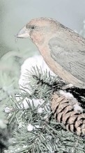 Descargar la imagen Paisaje,Birds,Nieve,Animales para celular gratis.