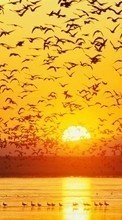 Paisaje,Birds,Puesta del sol