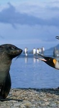 Descargar la imagen Pingüinos,Birds,Seals,Animales para celular gratis.