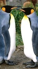 Descargar la imagen Animales,Birds,Pingüinos para celular gratis.