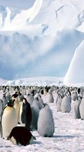 Pingüinos,Birds,Animales para Apple iPhone 6