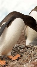 Descargar la imagen Pingüinos,Birds,Animales para celular gratis.