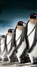 Descargar la imagen Pingüinos,Imágenes,Animales para celular gratis.