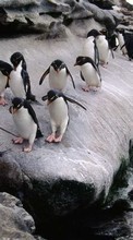 Descargar la imagen Animales,Pingüinos para celular gratis.