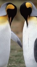 Descargar la imagen Animales,Pingüinos para celular gratis.