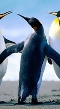 Descargar la imagen Pingüinos,Animales para celular gratis.