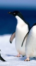 Descargar la imagen 240x400 Animales,Pingüinos para celular gratis.