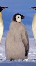 Descargar la imagen Animales,Invierno,Pingüinos para celular gratis.