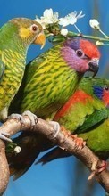 Descargar la imagen Animales,Birds,Loros para celular gratis.