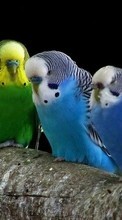 Descargar la imagen Animales,Birds,Loros para celular gratis.