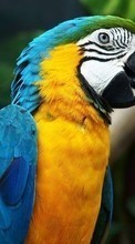Descargar la imagen Loros,Birds,Animales para celular gratis.