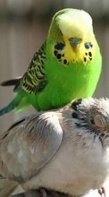 Descargar la imagen Loros,Birds,Animales para celular gratis.