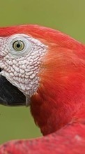 Animales,Birds,Loros para BlackBerry Curve 8310