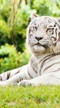 Descargar la imagen Animales,Naturaleza,Tigres para celular gratis.