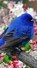Descargar la imagen 1024x600 Animales,Flores,Birds para celular gratis.