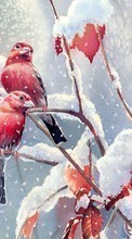 Descargar la imagen Animales,Invierno,Birds,Nieve,Imágenes para celular gratis.