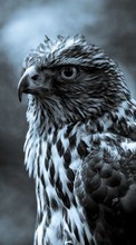 Descargar la imagen 1280x800 Animales,Birds,Hawks para celular gratis.