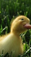 Descargar la imagen Animales,Birds,Ducks para celular gratis.
