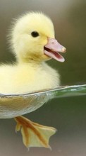 Birds,Ducks,Animales para Sony Ericsson Z550