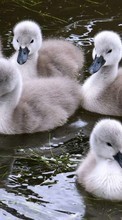 Descargar la imagen Birds,Ducks,Animales para celular gratis.