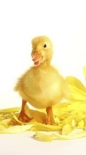 Birds,Ducks,Animales para Samsung Galaxy S4