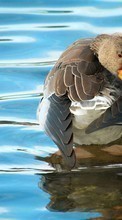 Birds,Ducks,Animales para Apple iPhone 5S