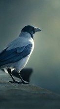 Animales,Birds,Cuervos para HTC Desire 816G