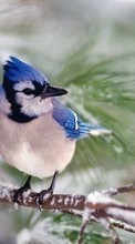 Descargar la imagen 800x480 Animales,Birds para celular gratis.