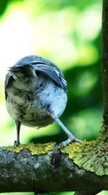 Descargar la imagen 720x1280 Animales,Birds para celular gratis.