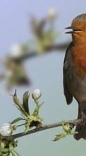 Birds,Animales para HTC Desire C
