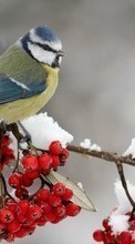 Descargar la imagen Birds,Animales para celular gratis.