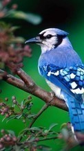 Descargar la imagen Animales,Birds para celular gratis.