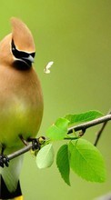 Birds,Animales para HTC Desire V