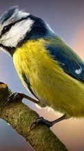 Descargar la imagen Birds,Animales para celular gratis.