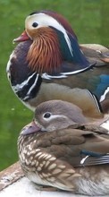 Descargar la imagen 240x400 Animales,Birds para celular gratis.