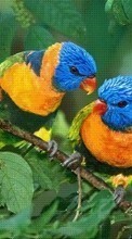 Descargar la imagen 240x320 Animales,Birds para celular gratis.