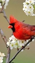 Descargar la imagen 1024x600 Animales,Birds para celular gratis.