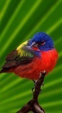 Descargar la imagen 320x480 Animales,Birds para celular gratis.
