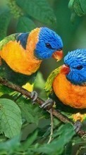 Descargar la imagen Animales,Birds para celular gratis.
