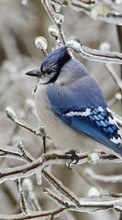 Descargar la imagen 320x480 Animales,Invierno,Birds para celular gratis.