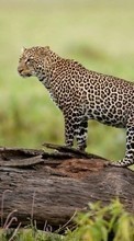 Puma,Animales para HTC One M8